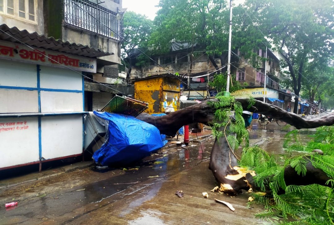 Adarsh Maharashtra | वादळी पाऊसामुळे मुलुंड पश्चिमेला वृक्ष उन्मळून पडला