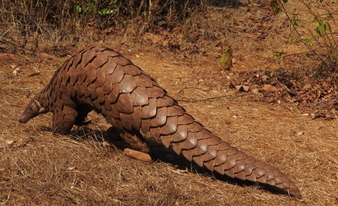 Adarsh Maharashtra | आता खवल्या मांजरांना मिळणार सुरक्षा कवच,अभ्यासगटाची स्थापना