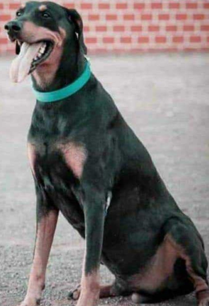 Adarsh Maharashtra | अलविदा रॉकी!