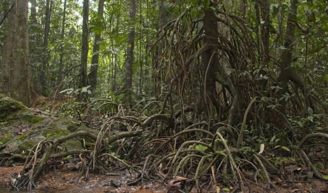 Adarsh Maharashtra | बांबर्डे (सिंधुदुर्ग)...