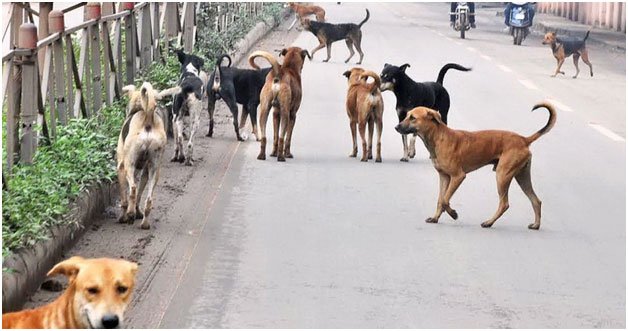 Adarsh Maharashtra | बोर्डाचे कर्मचारी पकडणार कुत्री?