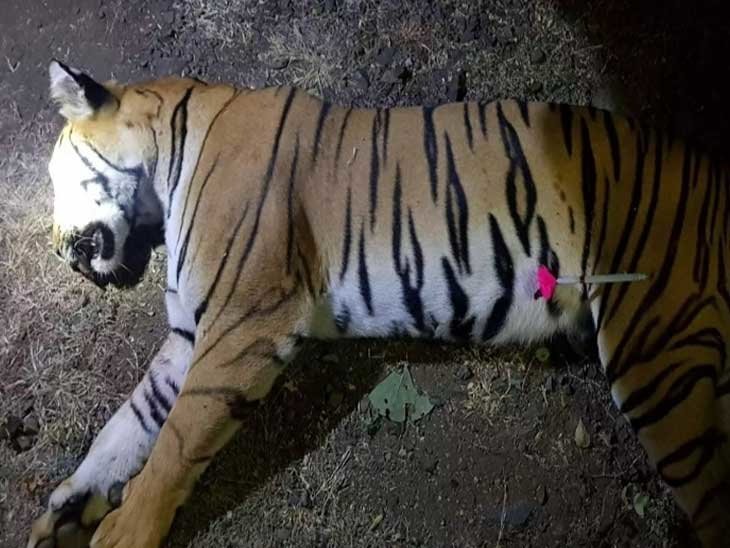 Adarsh Maharashtra | टी-१ वाघिणीच्या मृत्यू...