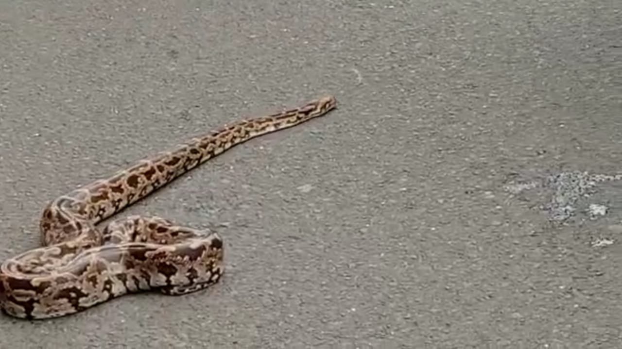 Adarsh Maharashtra | गाडीच्या मागील चाकात...