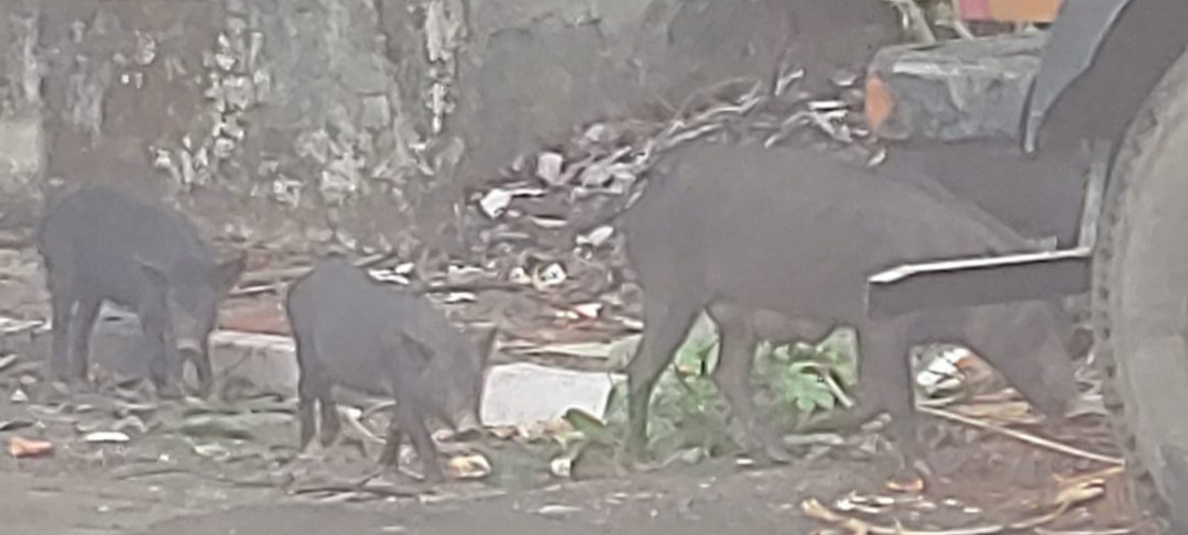 Adarsh Maharashtra | मुलुंड पूर्व मधील टाटा कॉलनीत वाढला डुक्करांचा वावर