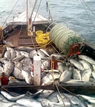 Adarsh Maharashtra | जाळे फाडून होणार दुर्मिळ प्रजातींचे संरक्षण;जाळ्याच्या नुकसान भरपाईपोटी...