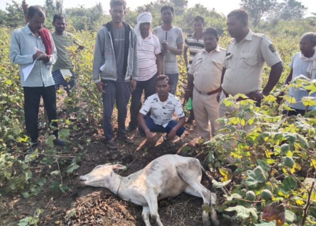 Adarsh Maharashtra | वाघाच्या हल्ल्यात दोन कालवड  व एक गाय ठार