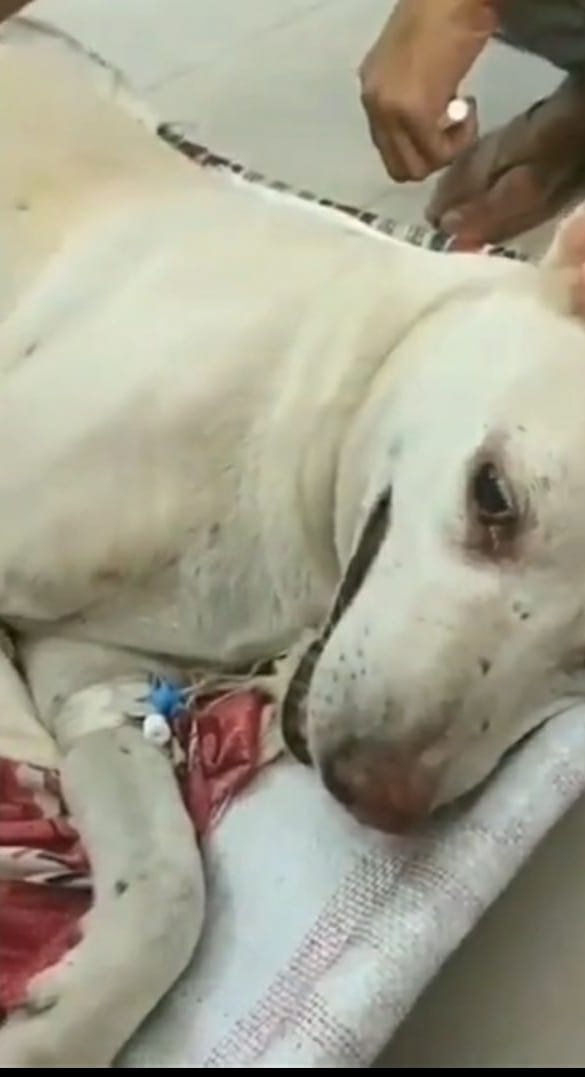 Adarsh Maharashtra | पवईत भटके श्वानावर बलात्कार !असे कृत्य करणाऱ्या आरोपीला अटक करण्याची...