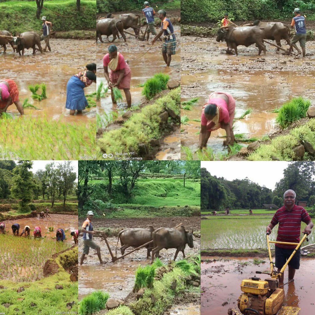 Adarsh Maharashtra | कोकणात पारंपरिक भात शेतीसह...