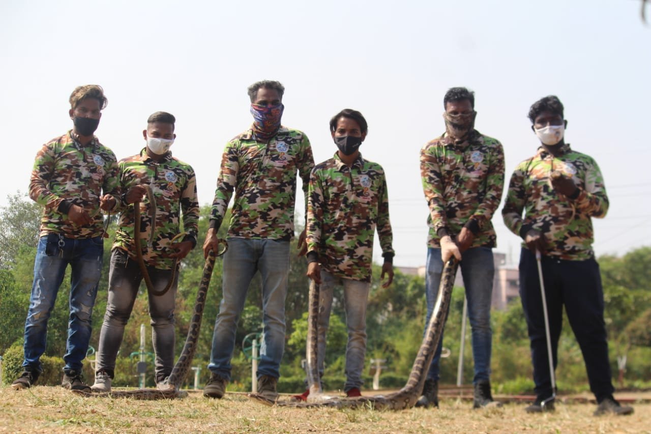 Adarsh Maharashtra | मारा संघटनेच्या सर्पमित्रांनी 3 अजगरासह 28 वन्यजीवांना दिले जीवनदान!