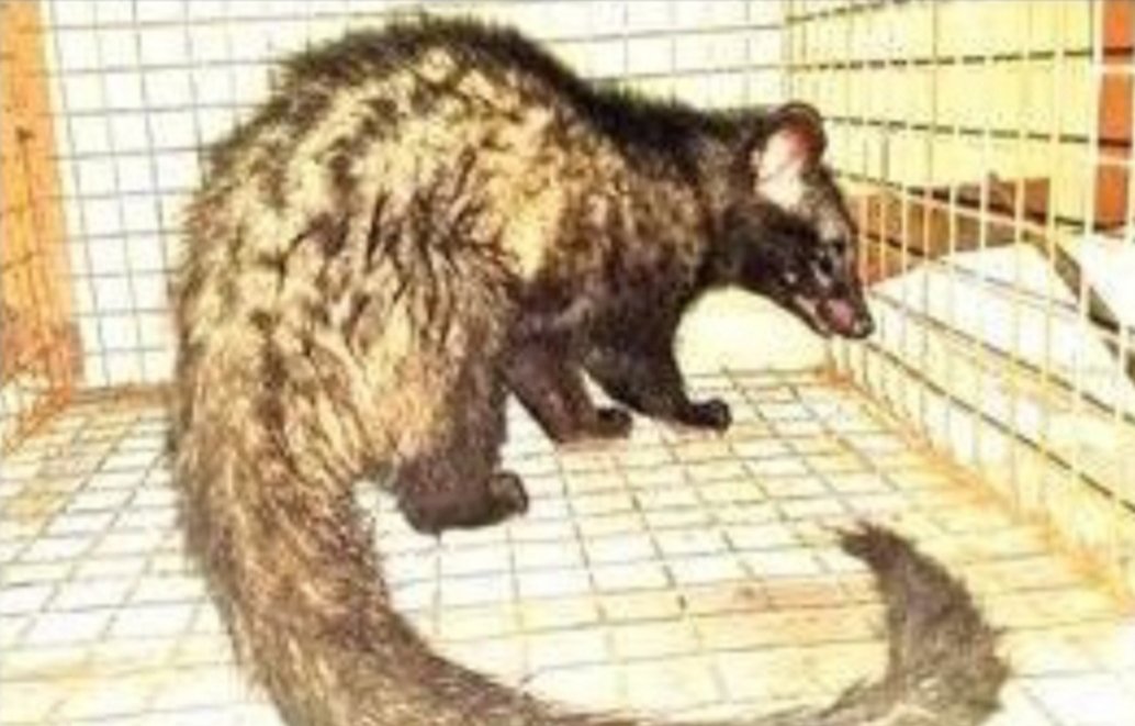 Adarsh Maharashtra | मुलुंडमधून उद मांजरीची सुटका