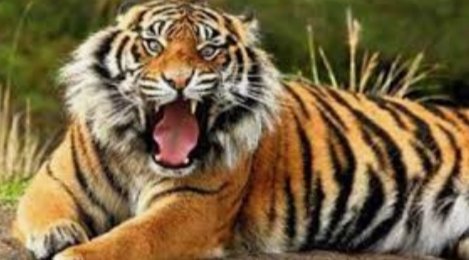 Adarsh Maharashtra | अमेरिकेत...