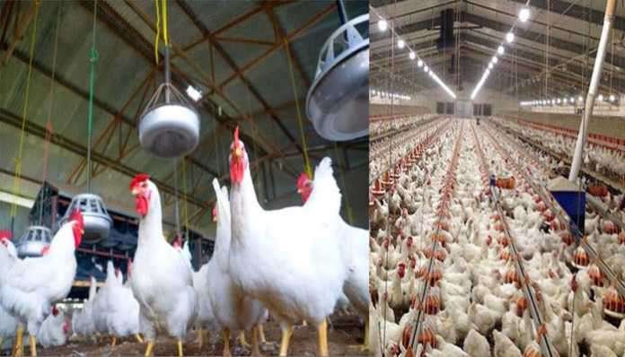 Adarsh Maharashtra | करोनामुळे कुक्कुटपालनावर...